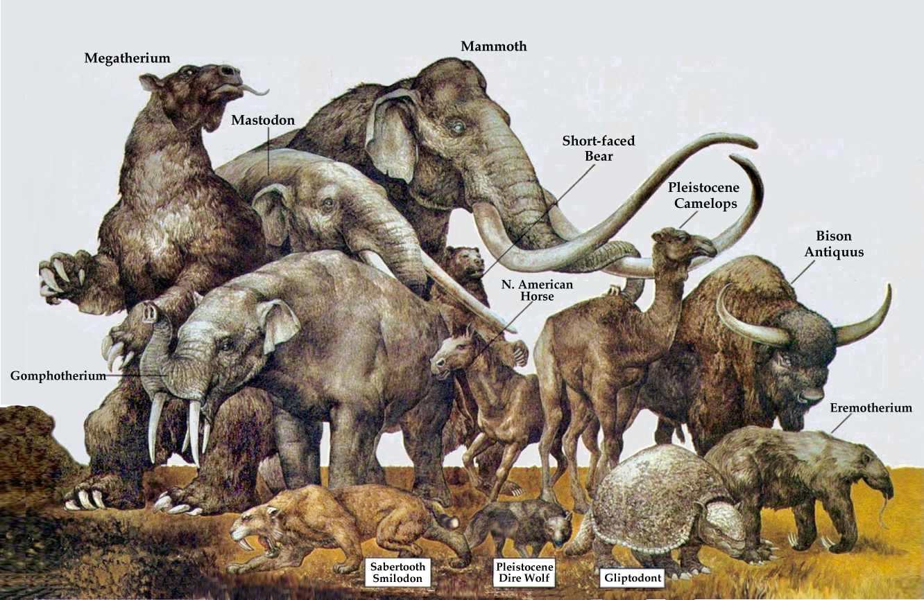 Megafauna Disappearances: Understanding the Causes