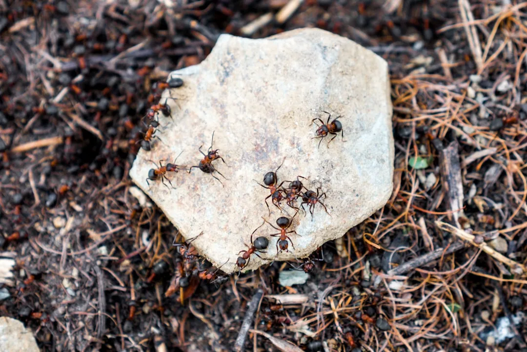 Army Ant