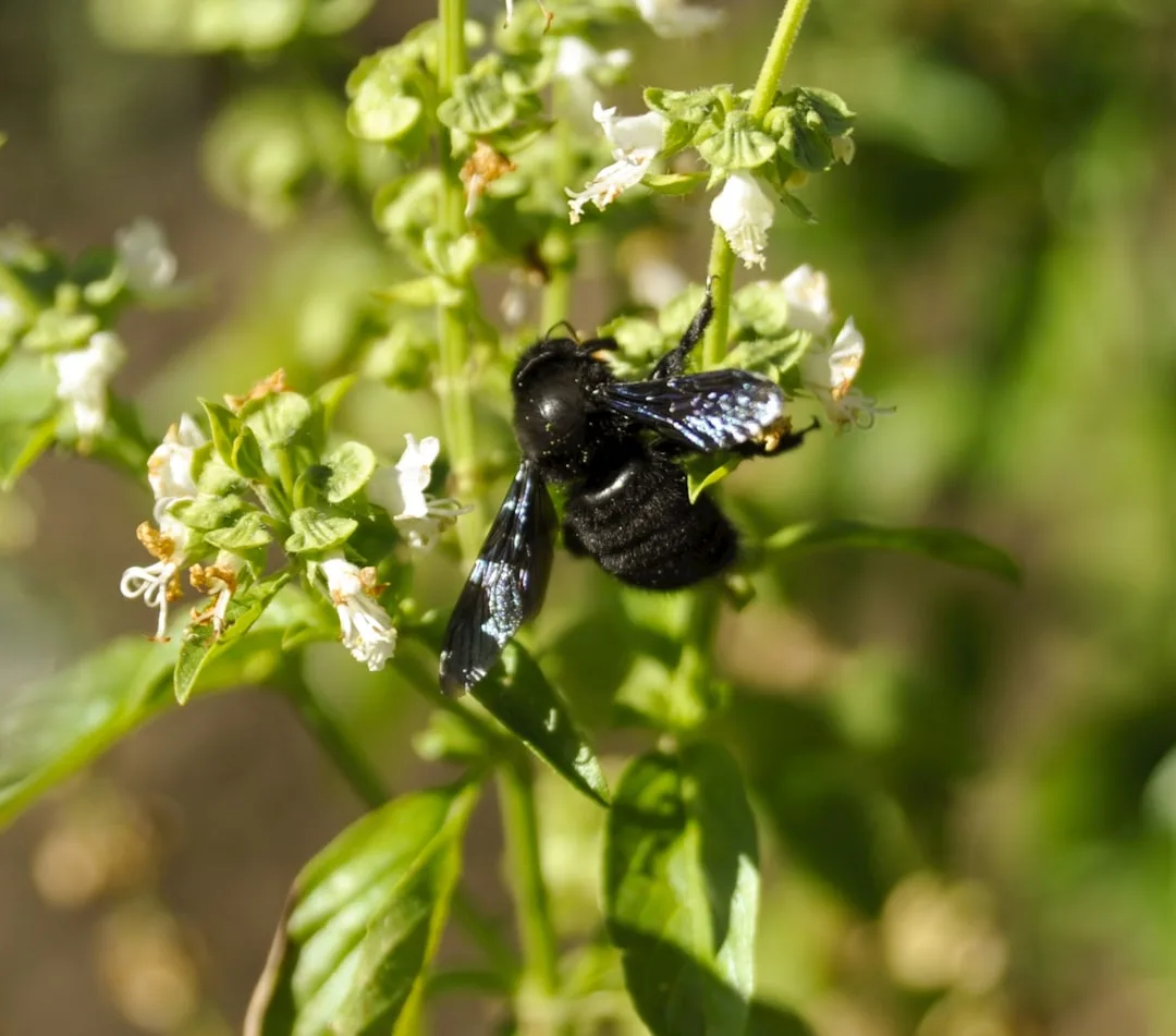 All About Carpenter Bees
