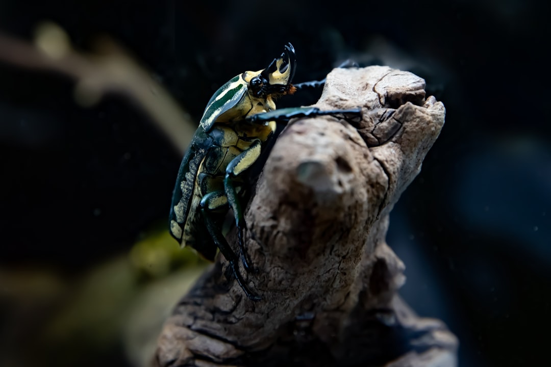 Goliath Beetle