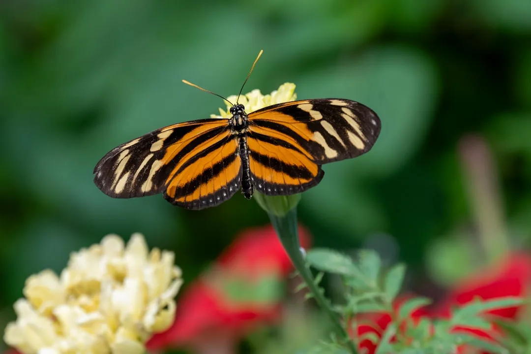 Eastern Tiger Swallowtail
