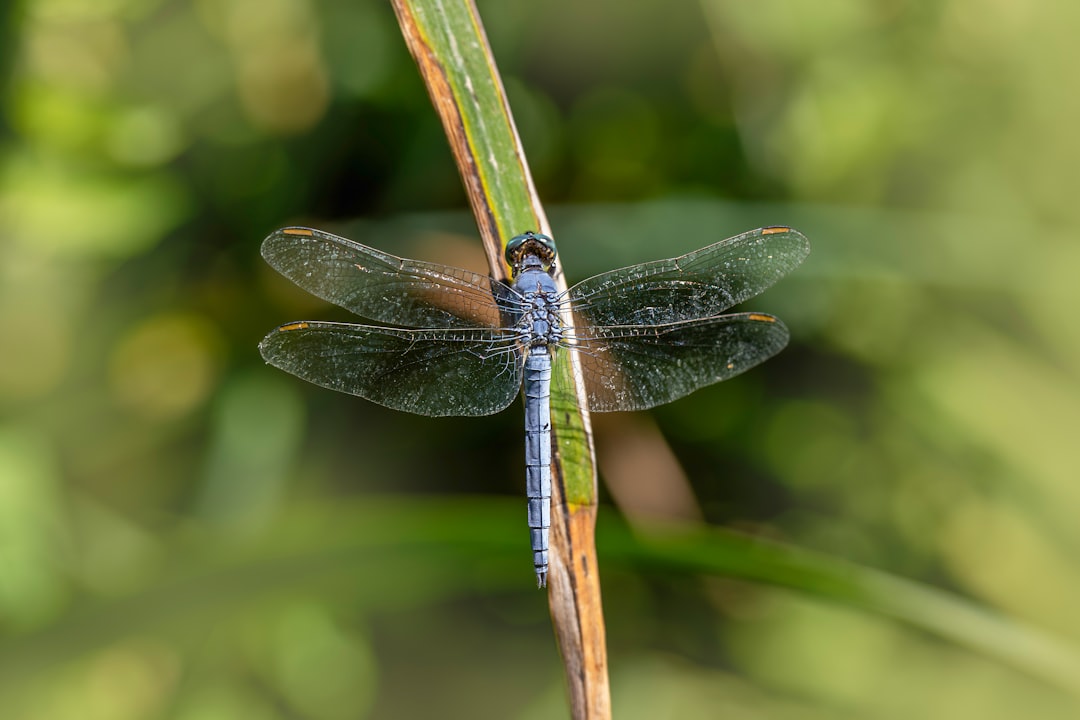 Common Blue Damselfly