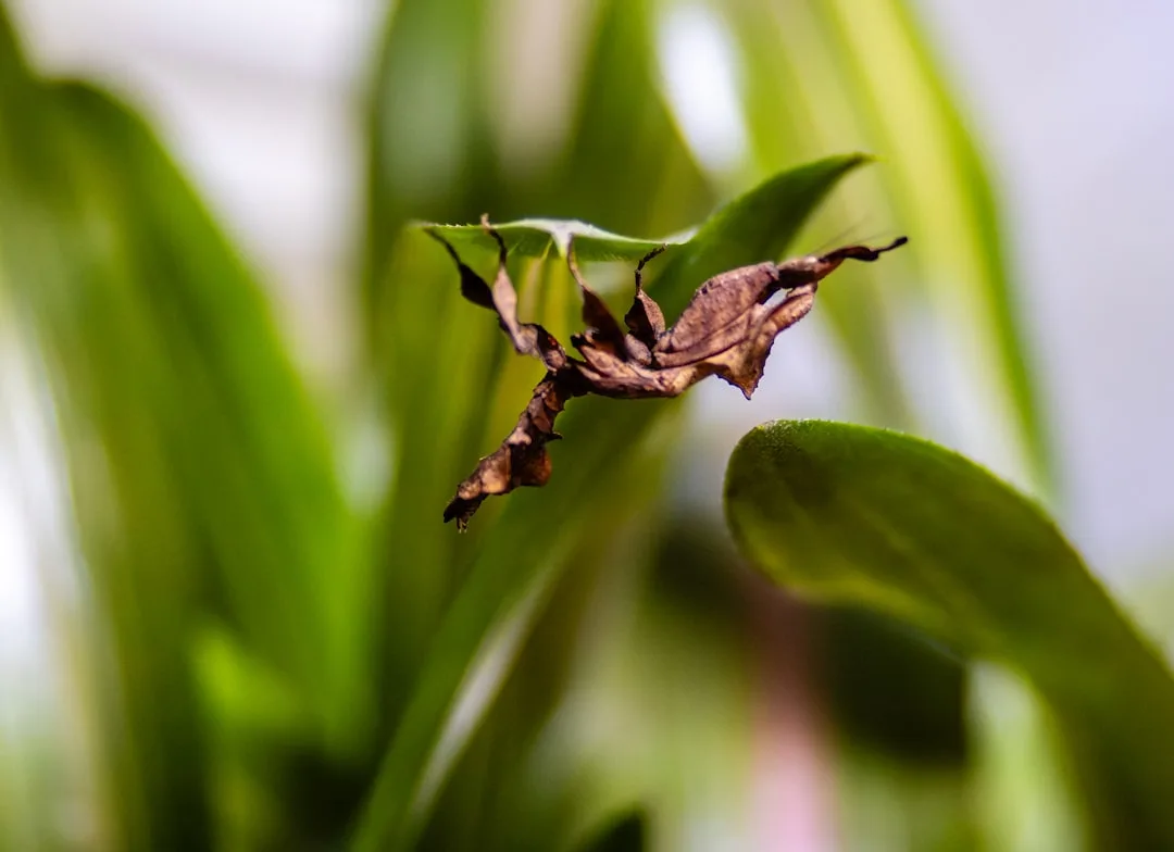 Ghost Mantis