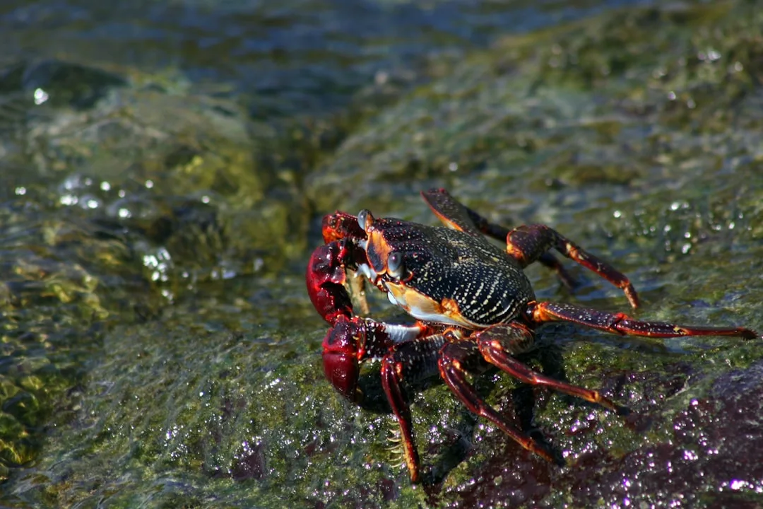 Indian Red Scorpion