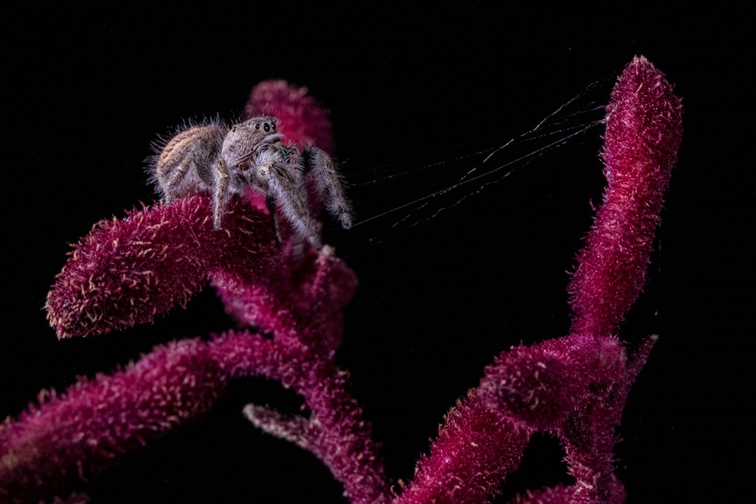 Jumping Spider