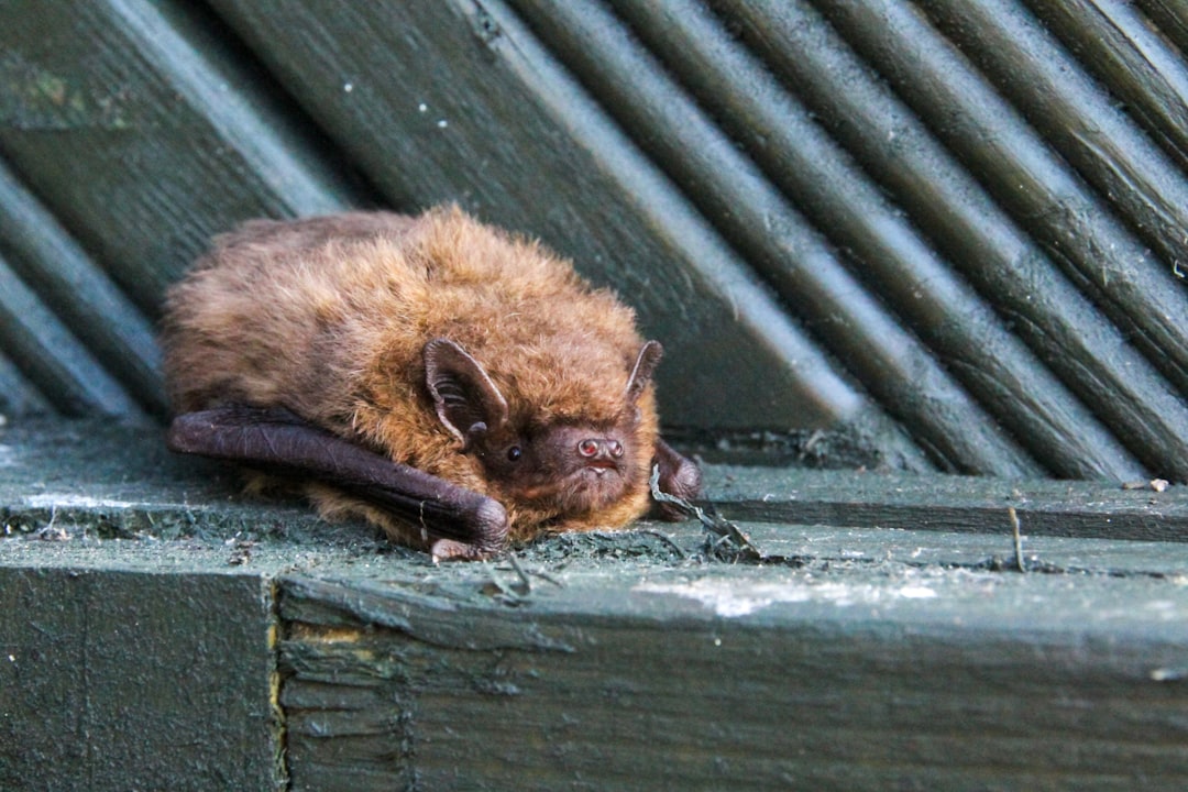Little Brown Bat