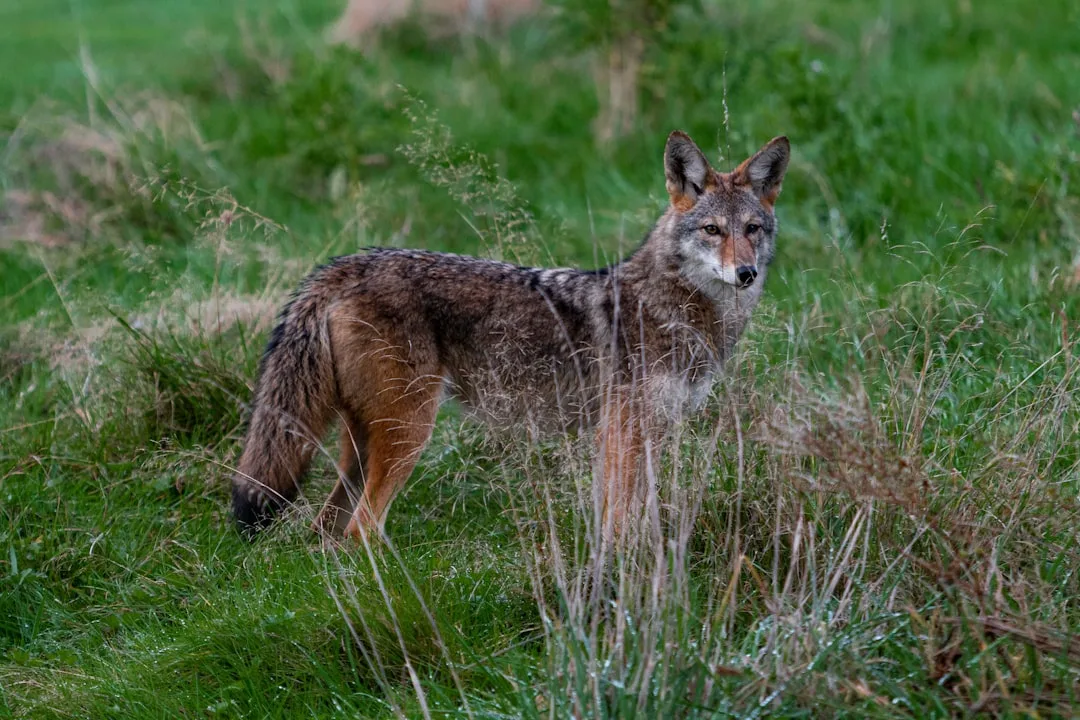 Coyote