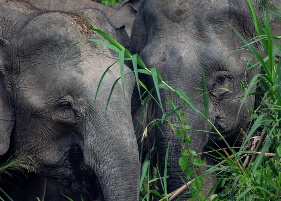 Bornean Pygmy Elephant