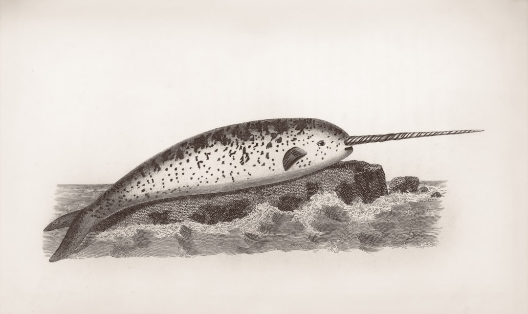 Narwhal