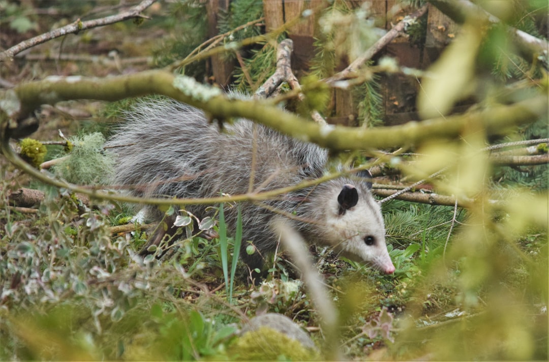 Virginia Opossum