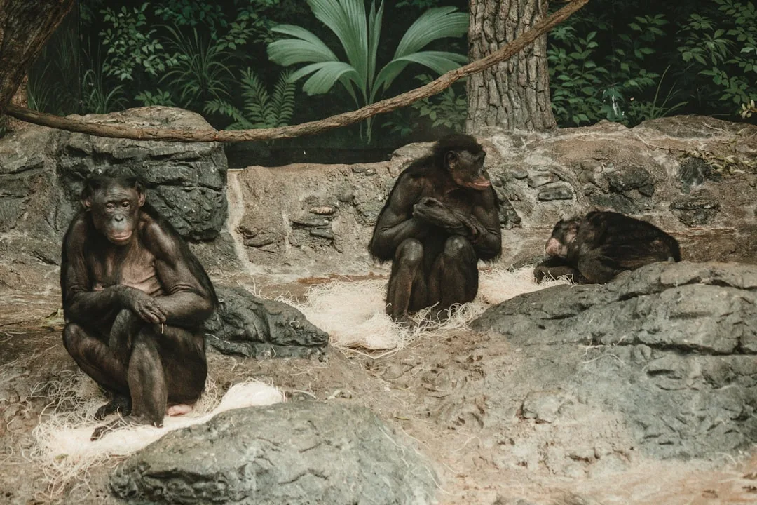 Bonobo