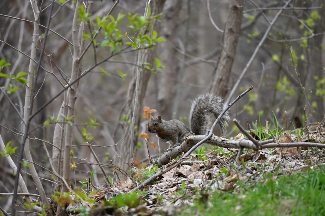 North American Beaver