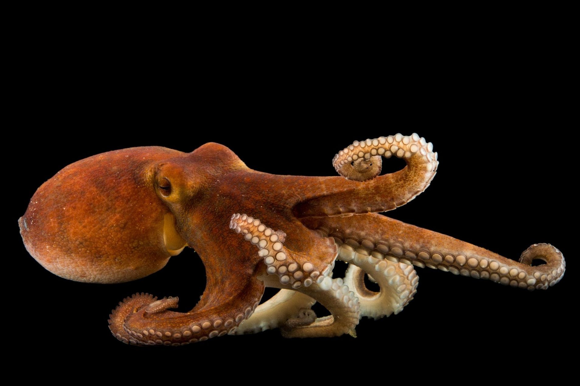 Common Octopus: Insights and Facts