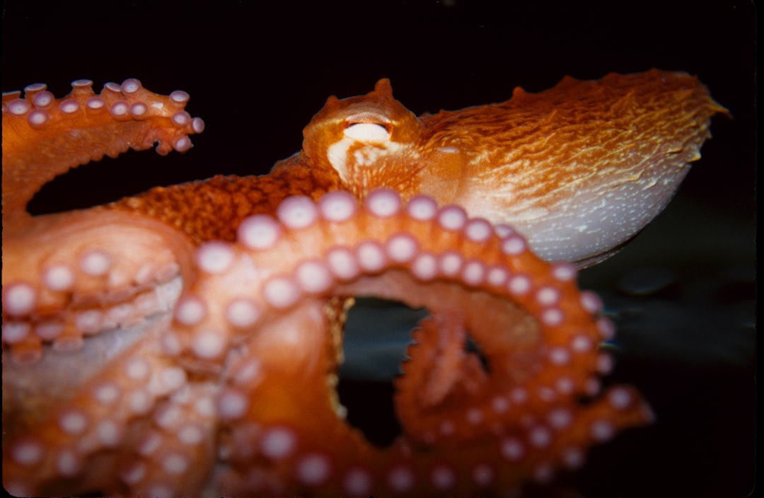Common Octopus