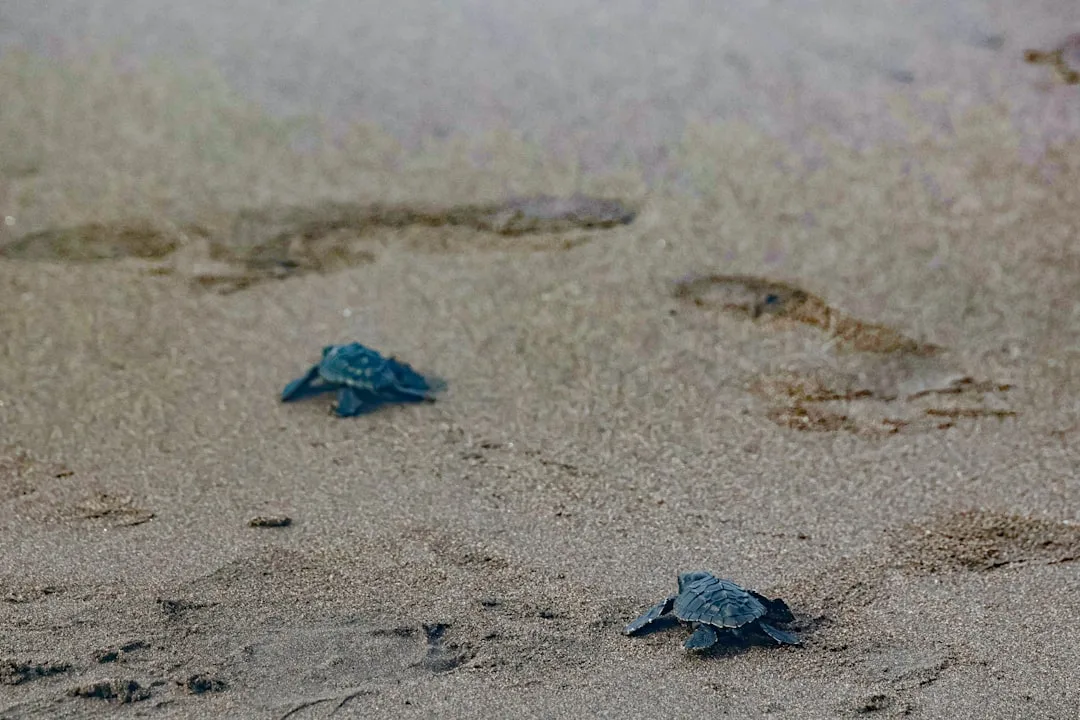 Olive Ridley Sea Turtle