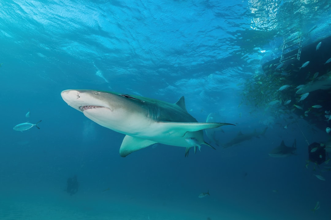 Bull Shark