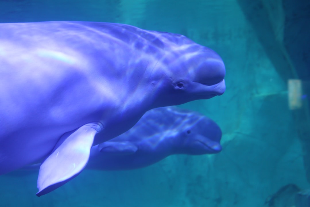 Beluga Whale
