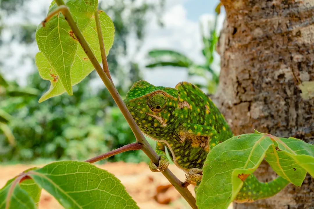 Parson's Chameleon
