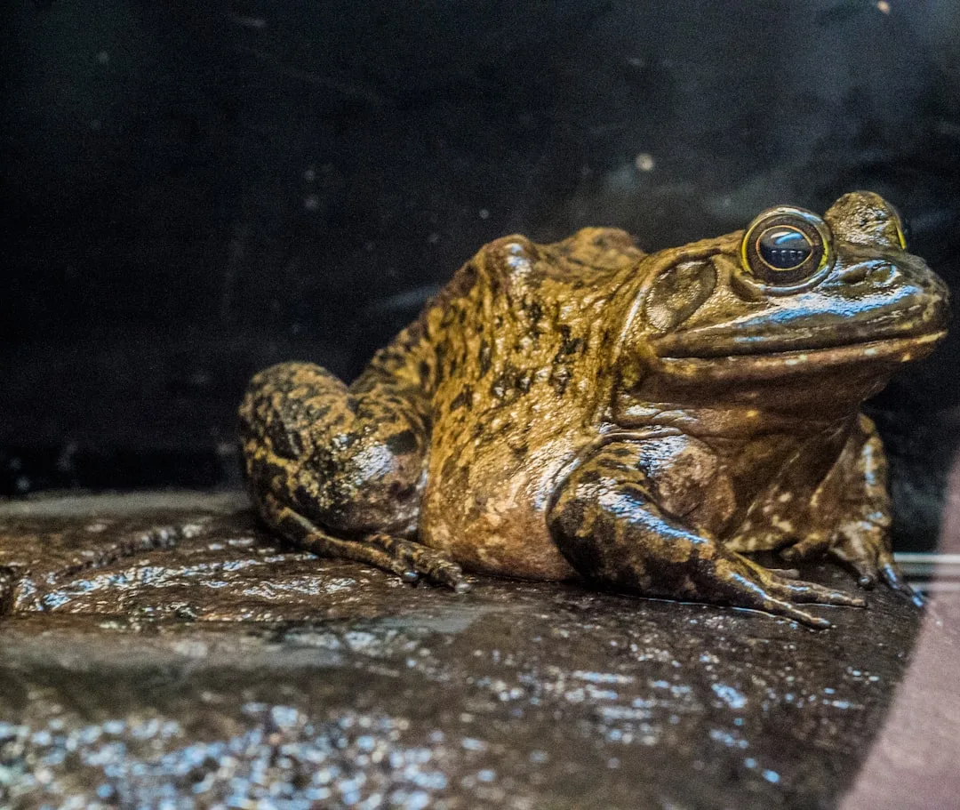 Goliath Frog
