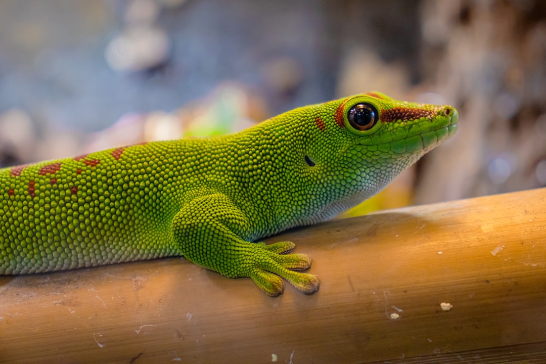 Madagascar Giant Day Gecko