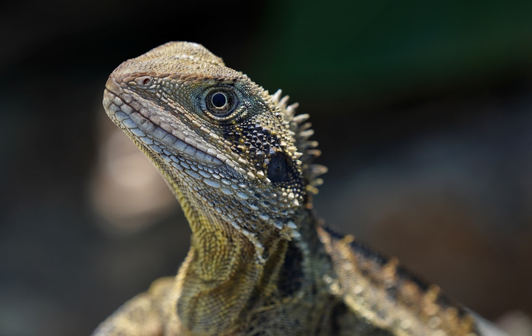 Central Bearded Dragon