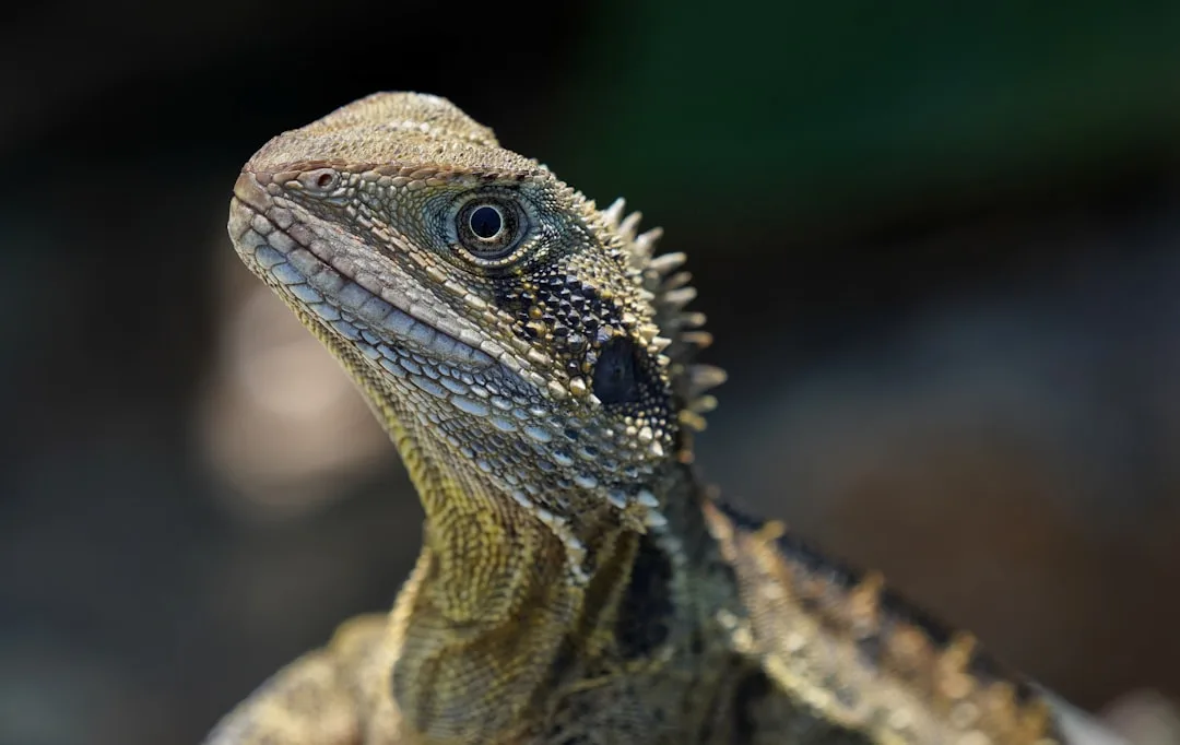 Central Bearded Dragon