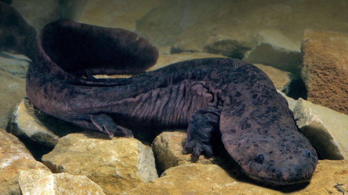 Chinese Giant Salamander: Largest Amphibian Insights
