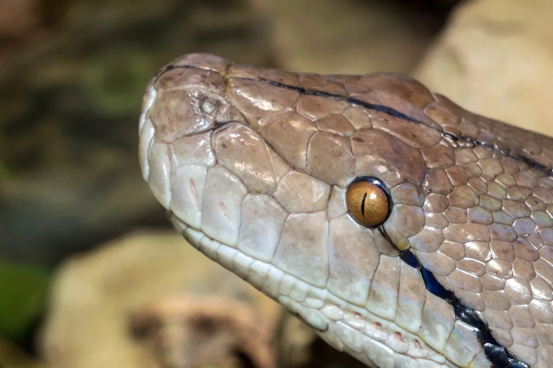 Reticulated Python