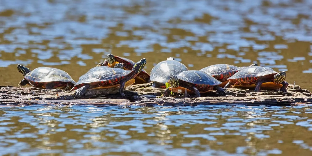 Painted Turtle