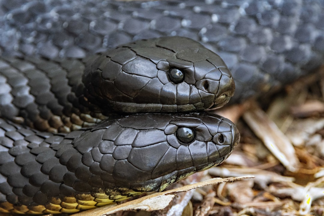 Eastern Brown Snake
