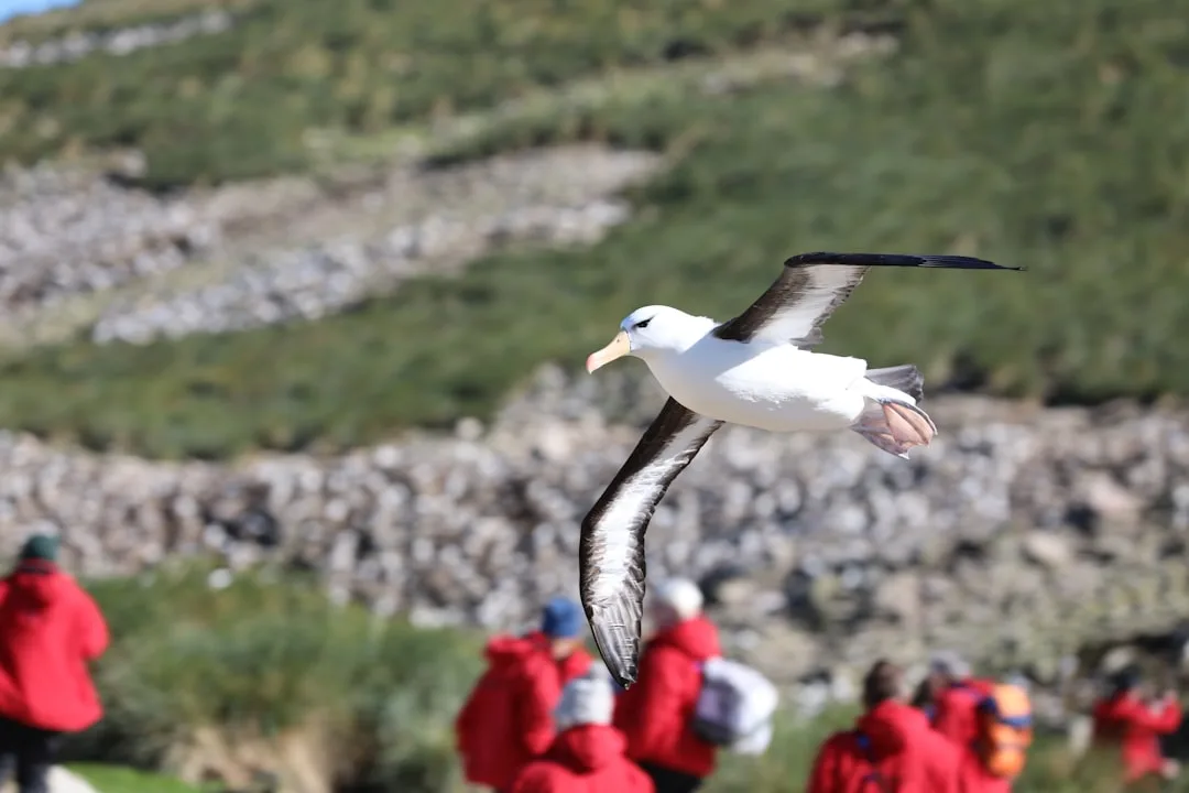 Wandering Albatross