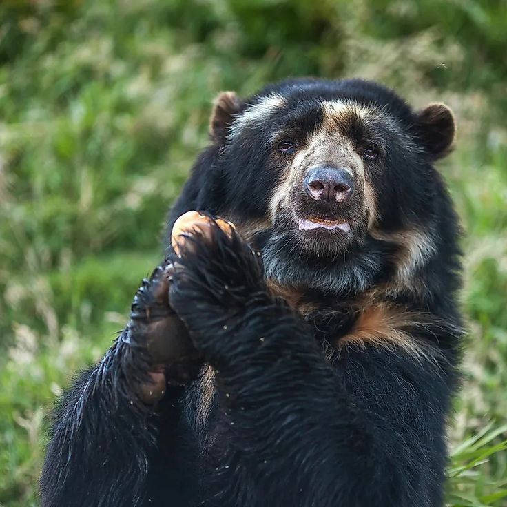 Spectacled Bear Conservation: Key Threats Explained