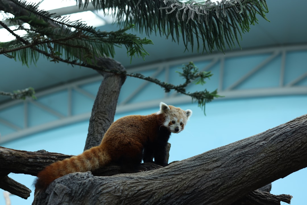 Red Panda