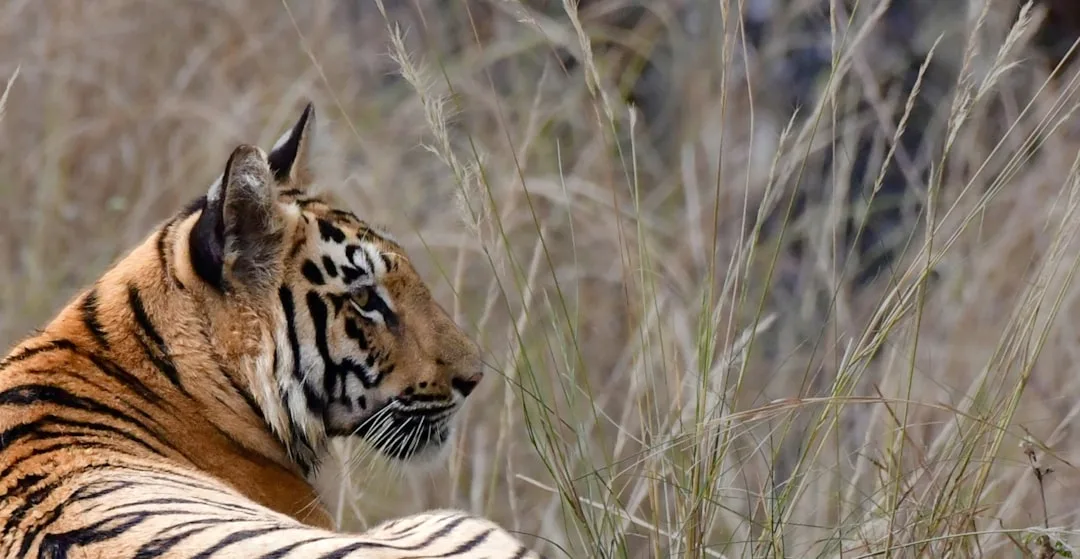 Bengal Tiger