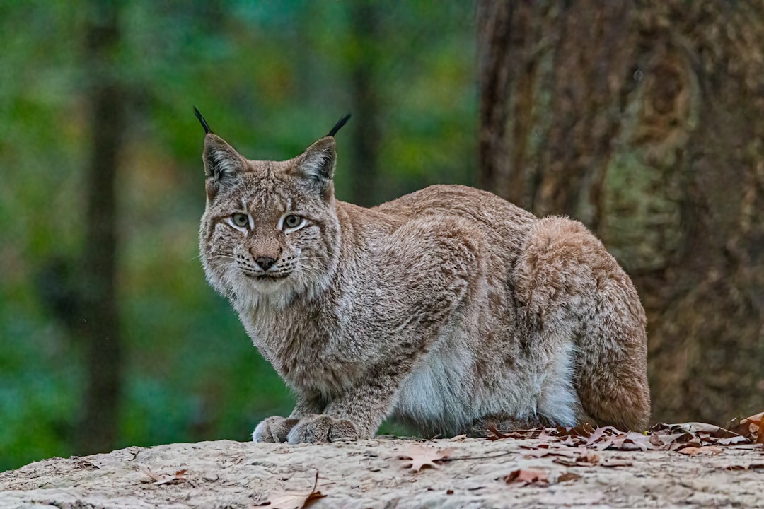 Iberian Lynx