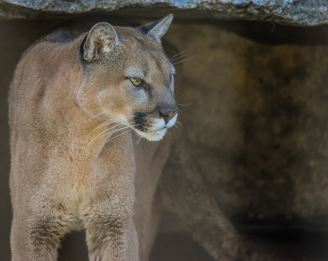 Mountain Lion