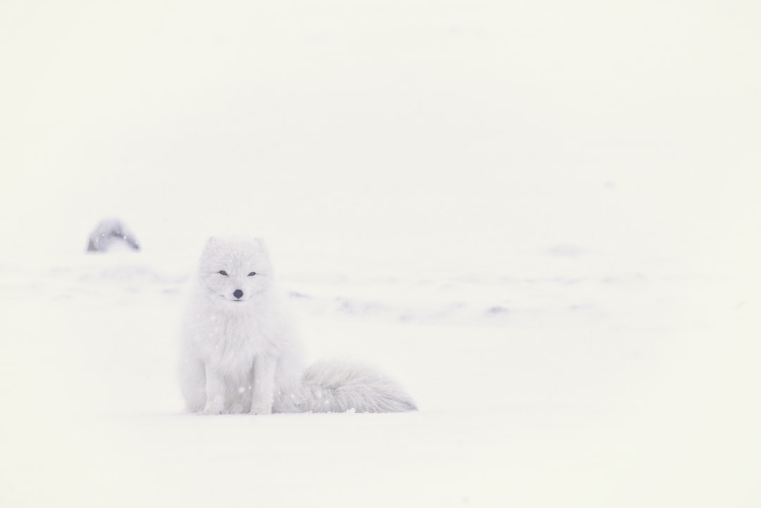 Arctic Fox