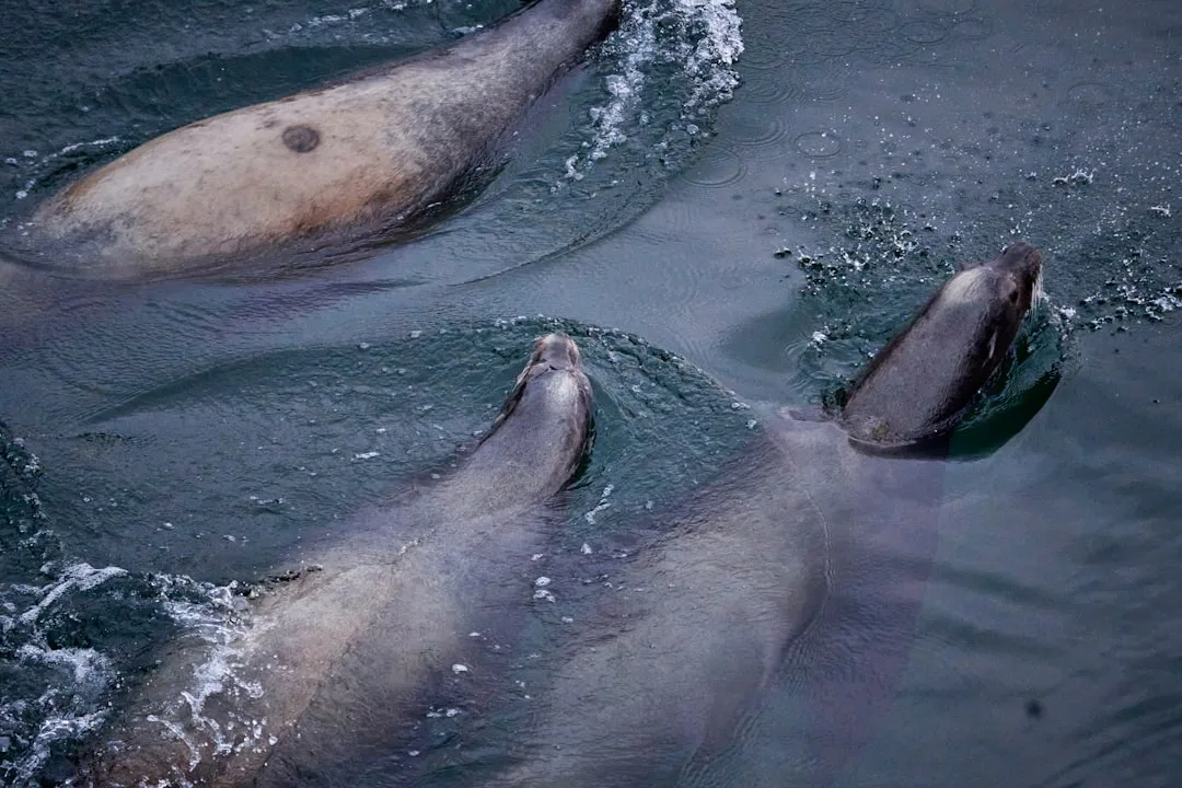 Weddell Seal