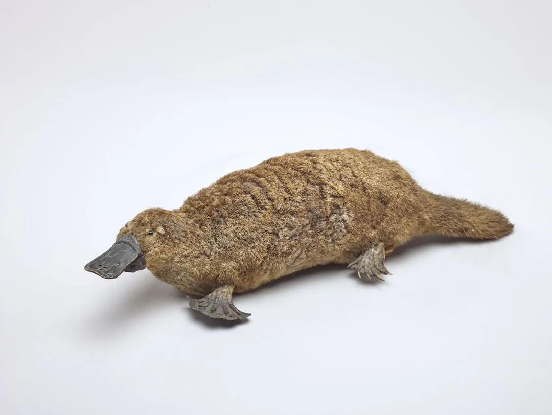 Platypus