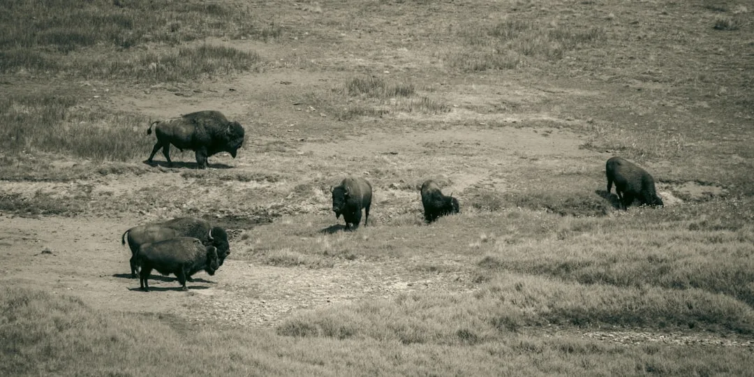 American Bison