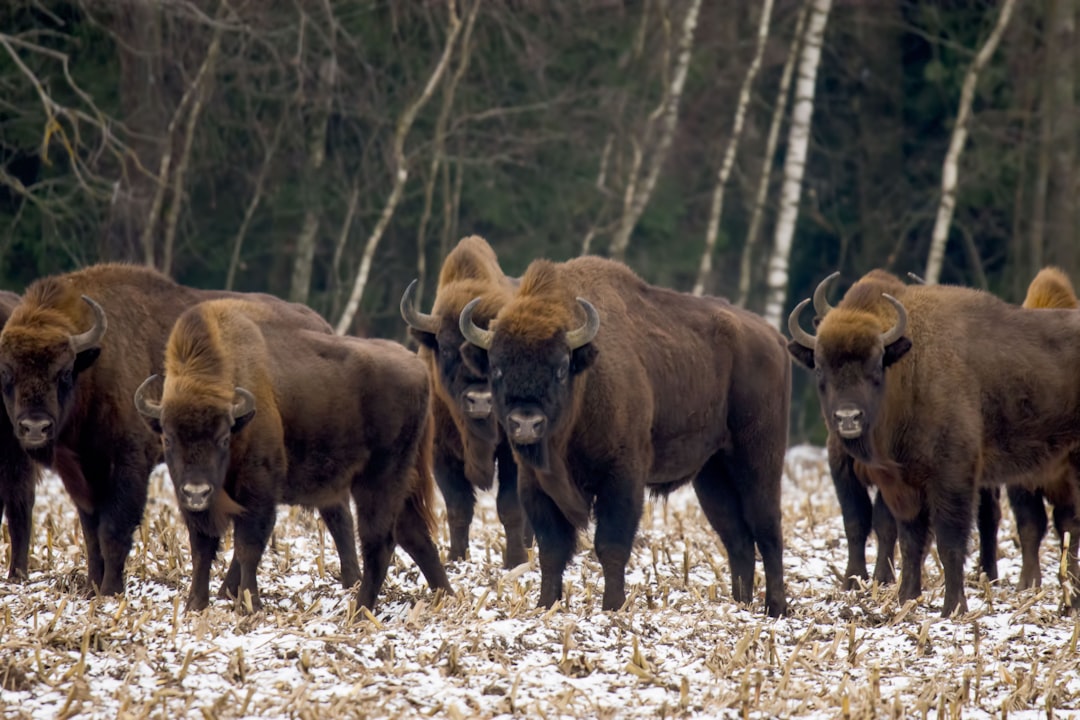 European Bison