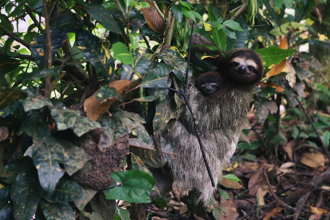 Brown-Throated Three-Toed Sloth