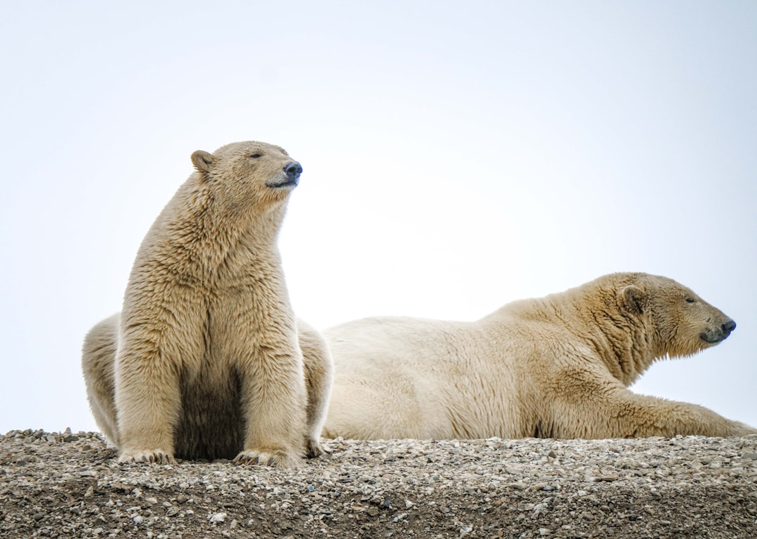 How Long Do Polar Bears Live? Lifespan, Mortality, and the Oldest Bears on Record