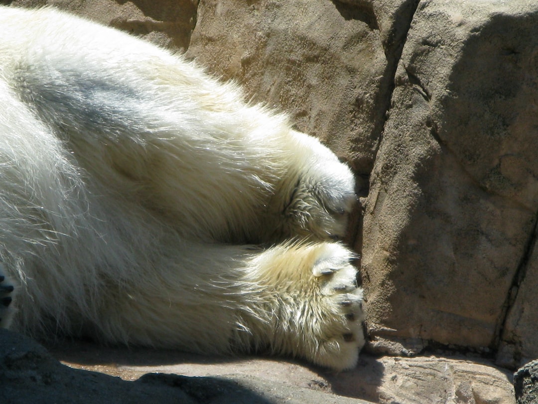 Polar Bear Cubs: Denning, Birth, and the First Year of Life