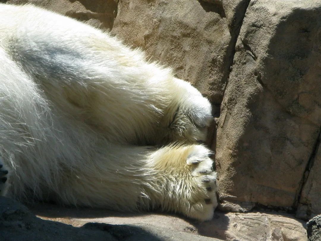 Polar Bear Fur and Black Skin: The Physics of an Arctic Coat