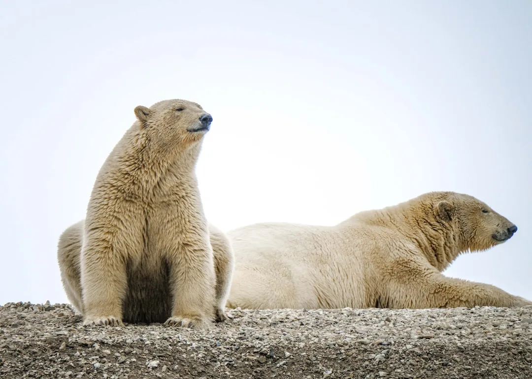 Polar Bear vs Grizzly: Key Differences and Hybrids