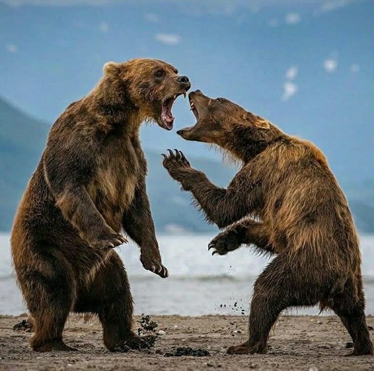 Polar Bear vs Grizzly: Key Differences and Hybrids