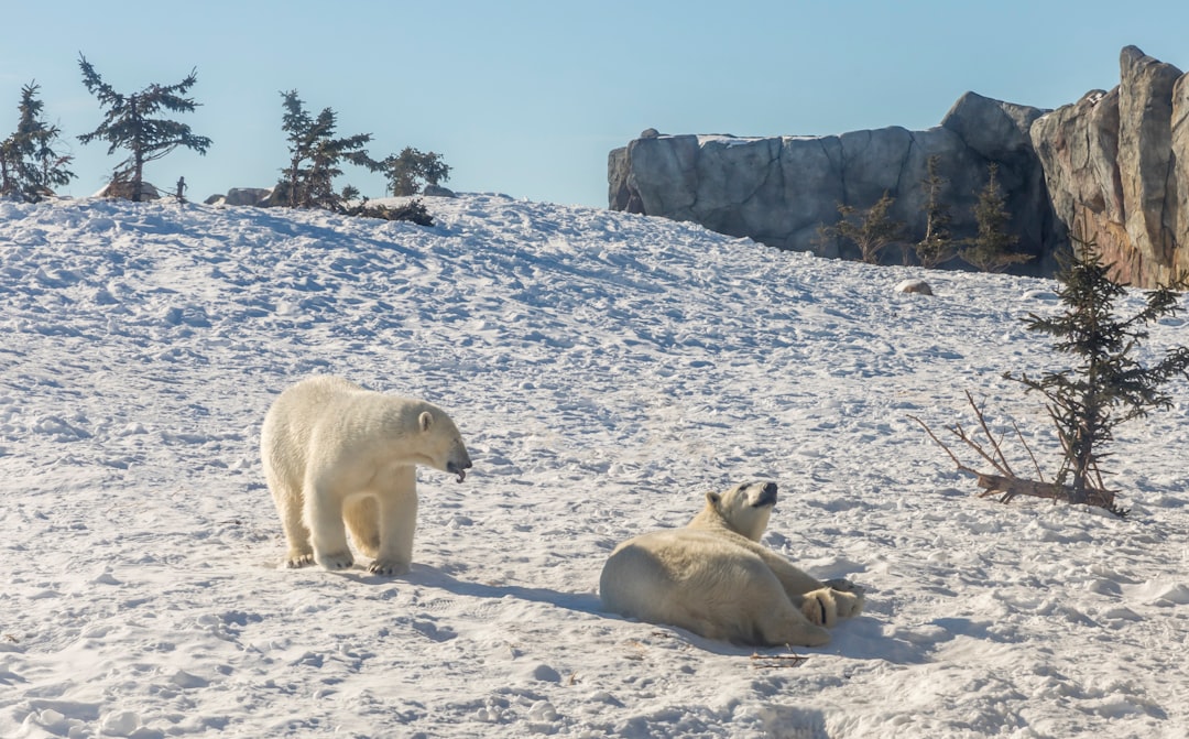 What Do Polar Bears Eat? Diet, Hunting, and the 2 kg of Fat a Day