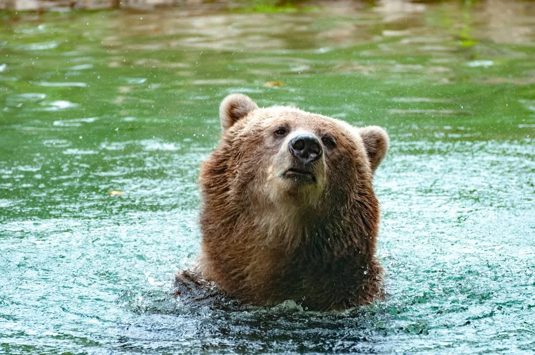 Are Grizzly Bears Dangerous to Humans? Attack Statistics,...