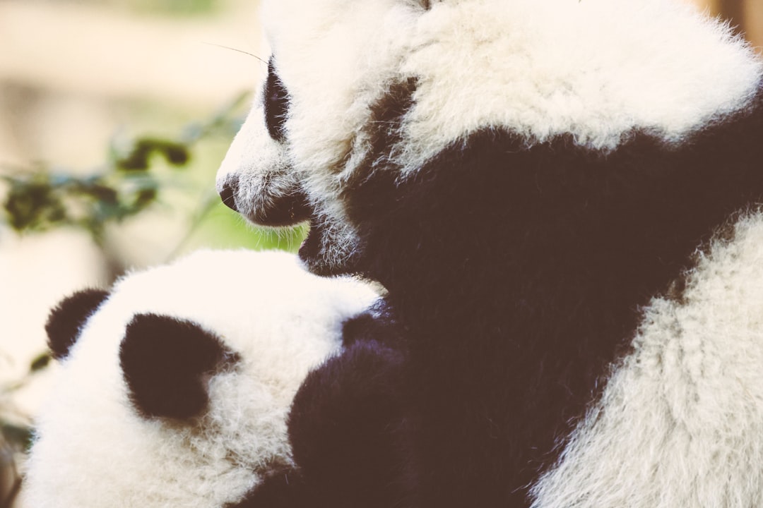 Are Pandas Actually Bears? The 100-Year Taxonomy Debate Settled